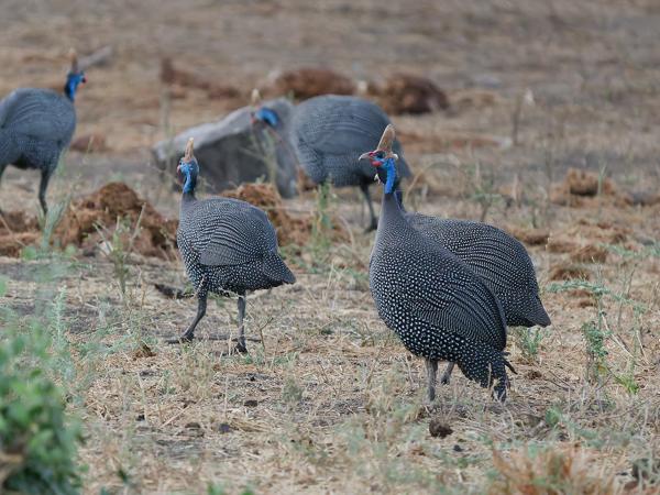 <h3><a href="/trips/tanzania/biota/animalia/chordata/aves/006 galliformes/003 numididae/numida meleagris/numida meleagris-nl.html">Numida&nbsp;meleagris</a> / Helmeted&nbsp;guineafowl / Helmparelhoen</h3>OM-1 Mark II met OLYMPUS M.150-400mm F4.5, 1/1250 sec  bij F4.5, ISO 10000, afstand 38.1&nbsp;m